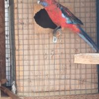 Perruche pennant femelle #3