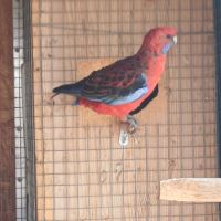 Perruche pennant femelle #4