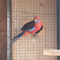 Perruche pennant femelle #5