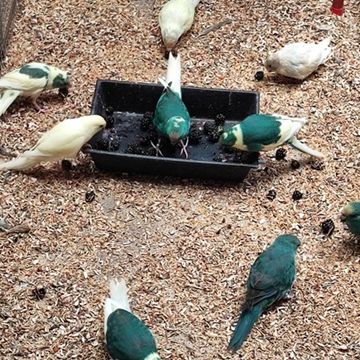 Kakarikis ou perruche de sparrman