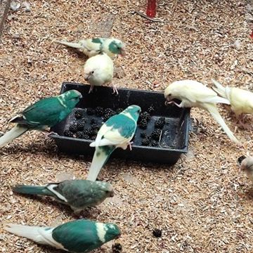 Kakarikis ou perruche de sparrman #2