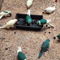 Kakarikis ou perruche de sparrman #0