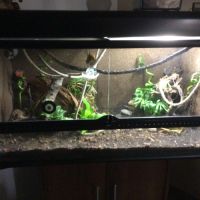 Terrarium complet avec couple de gecko à crête