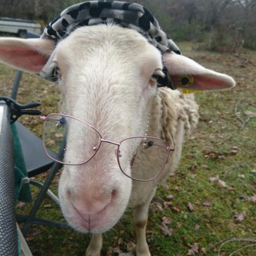 Brebis de compagnie #4