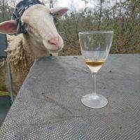 Brebis de compagnie #3