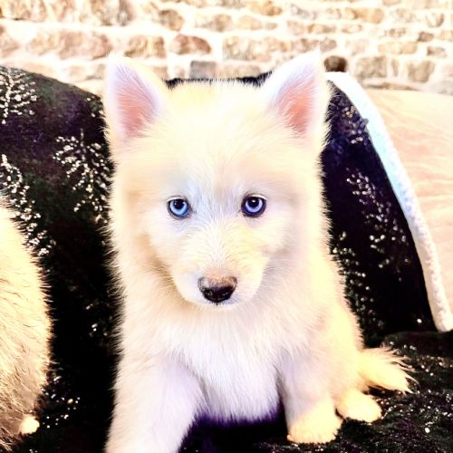À vendre pomsky f5 #0