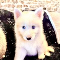 À vendre pomsky f5