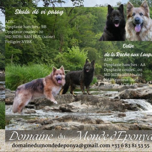 Altdeutscher schäferhund