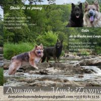 Altdeutscher schäferhund