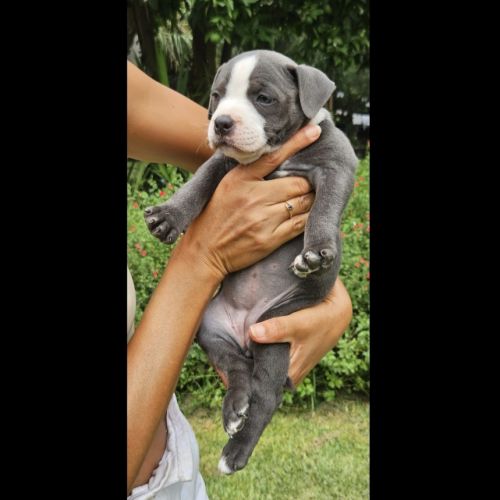 A reserver 3 adorables chiots  femelles staffie #3