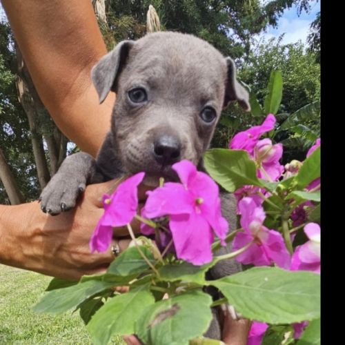 A reserver 3 adorables chiots  femelles staffie #4