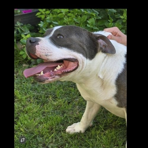 A reserver 3 adorables chiots  femelles staffie #5