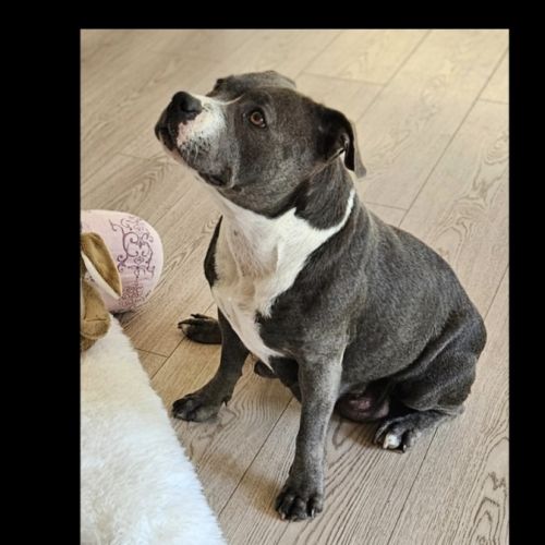 A reserver 3 adorables chiots  femelles staffie #6