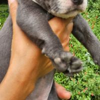 A reserver 3 adorables chiots  femelles staffie #1