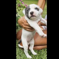 A reserver 3 adorables chiots  femelles staffie