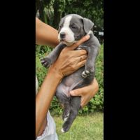A reserver 3 adorables chiots  femelles staffie #3