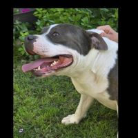 A reserver 3 adorables chiots  femelles staffie #5