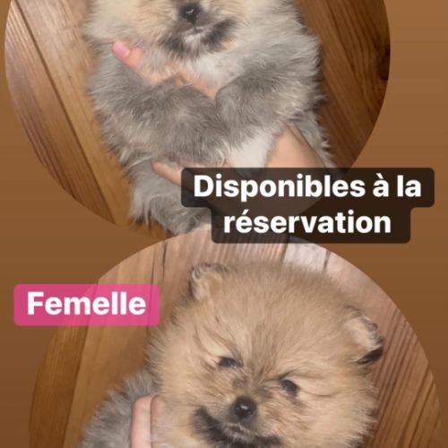 Spitz nains mâles et femelles #3