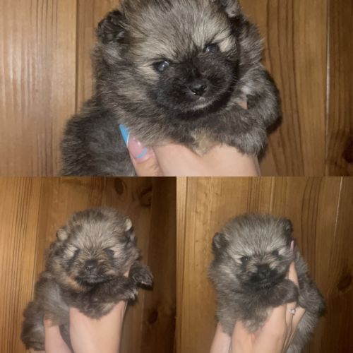 Spitz nains mâles et femelles #4