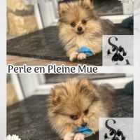 Spitz nains mâles et femelles