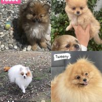 Spitz nains mâles et femelles #2