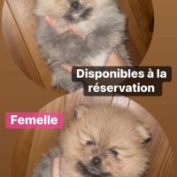 Spitz nains mâles et femelles #3