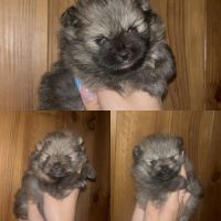 Spitz nains mâles et femelles #4