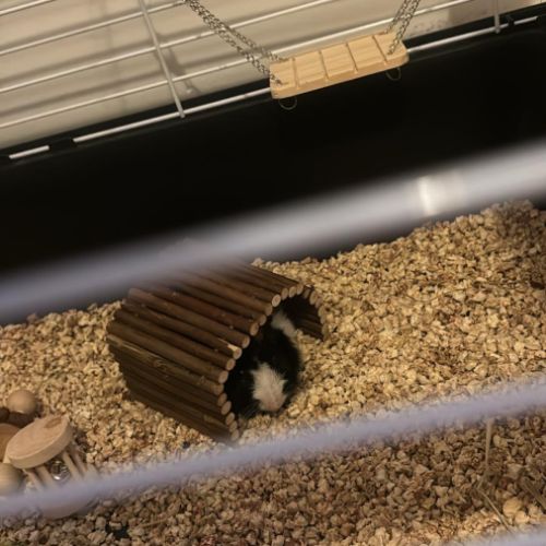 Cochon d'inde femelle #1