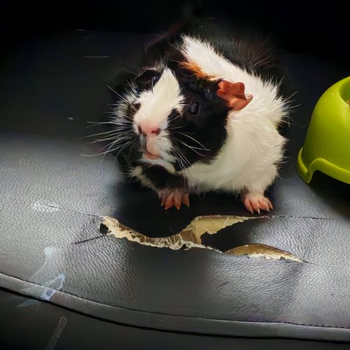 Cochon d'inde femelle #4