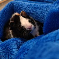 Cochon d'inde femelle