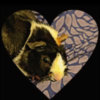 Cochon d'inde femelle #3