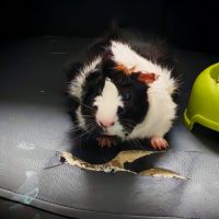 Cochon d'inde femelle #5