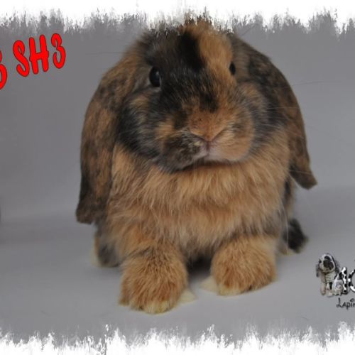 Lapin belier nain / minilop #1