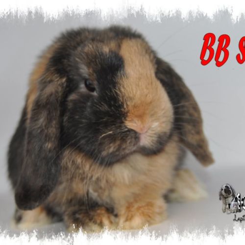 Lapin belier nain / minilop #2