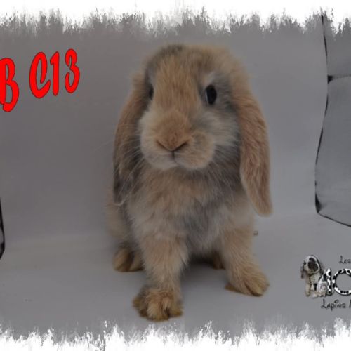 Lapin belier nain / minilop #5