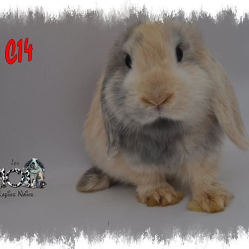 Lapin belier nain / minilop #6