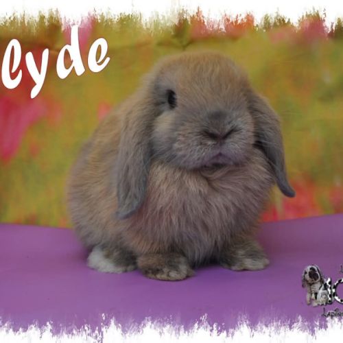 Lapin belier nain / minilop #3