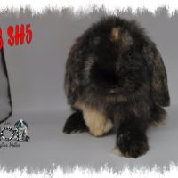 Lapin belier nain / minilop #3