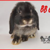 Lapin belier nain / minilop