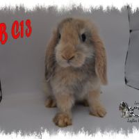 Lapin belier nain / minilop #5