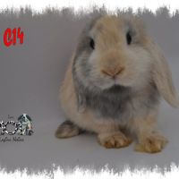 Lapin belier nain / minilop #6
