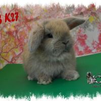 Lapin belier nain / minilop #7