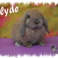 Lapin belier nain / minilop #3