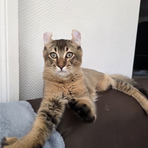 Chaton highland lynx mâle #1