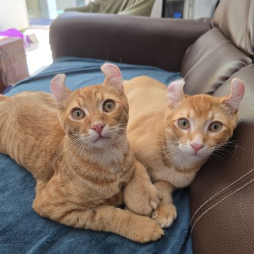 Chaton highland lynx mâle