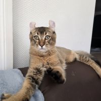 Chaton highland lynx mâle #1