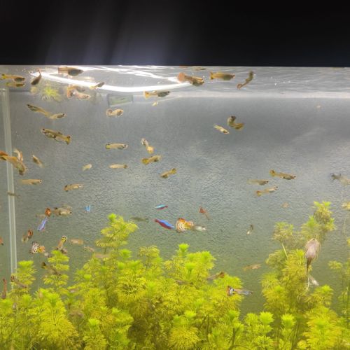 Vend guppy, mâles ou femelles