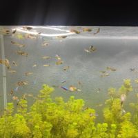 Vend guppy, mâles ou femelles