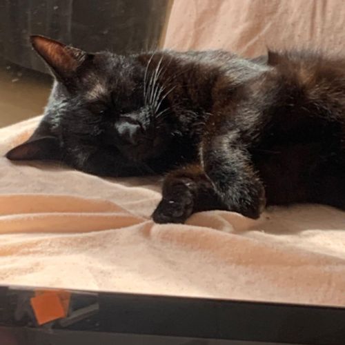 Samy à l'adoption #1