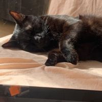 Samy à l'adoption #1